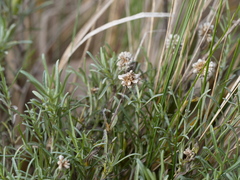 Calocephalus lacteus