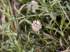 Calocephalus lacteus