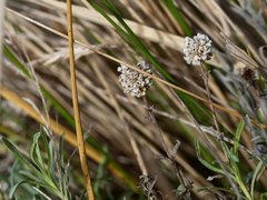 Calocephalus lacteus
