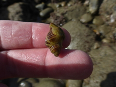 Acanthinucella spirata