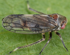 Oncopsis subangulata