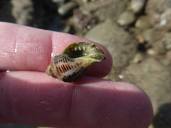 Acanthinucella spirata