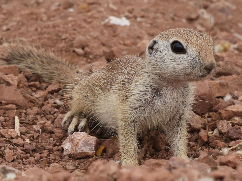 Round-tailed Ground Squirrel (Xerospermophilus tereticaudus)