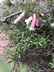 Epacris reclinata