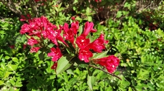 Weigela florida