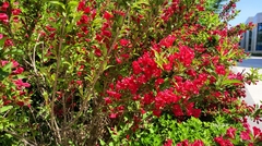 Weigela florida