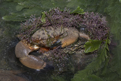 Myomenippe hardwickii