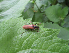 Lycocerus suturellus