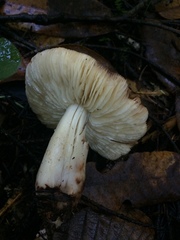 Rhodocollybia oregonensis