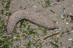 Holothuria albiventer