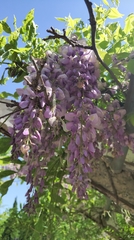 Wisteria sinensis