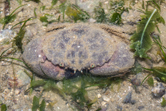 Myomenippe hardwickii