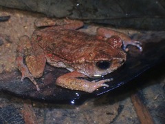 Ingerophrynus parvus