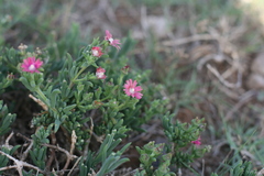 Delosperma multiflorum