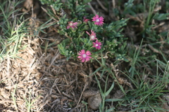 Delosperma multiflorum