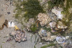 Clibanarius infraspinatus