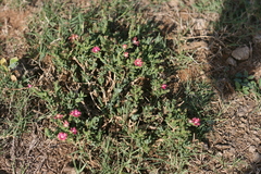 Delosperma multiflorum