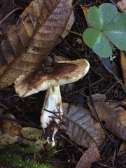 Rhodocollybia oregonensis