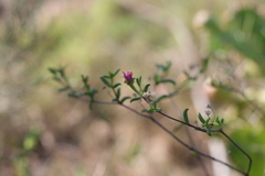 Delosperma gratiae