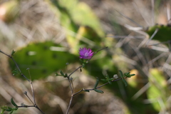 Delosperma gratiae