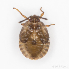 Acalypta