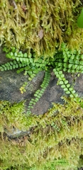 Asplenium trichomanes