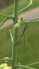 Tetragnatha montana
