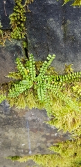 Asplenium trichomanes
