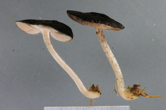 Pluteus perroseus