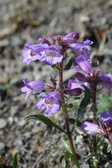 Penstemon gormanii