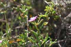 Delosperma gratiae