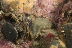 Flabelligera affinis