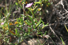 Delosperma gratiae