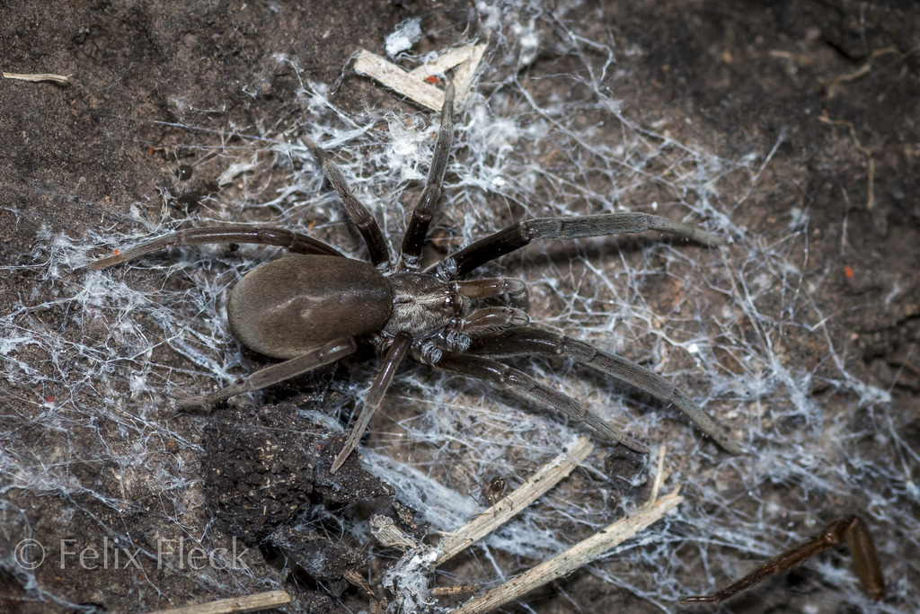 Kukulcania mexicana