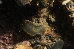 Flabelligera affinis image