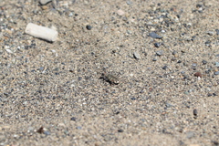 Cicindela hirticollis couleensis