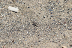 Cicindela hirticollis couleensis