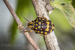 Orsilochides scurrilis