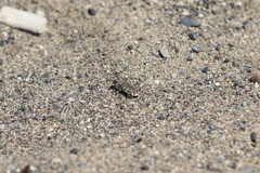 Cicindela hirticollis couleensis