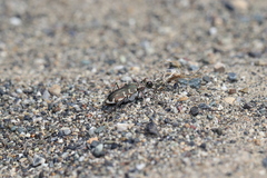 Cicindela hirticollis couleensis