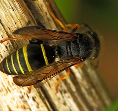 Gymnomerus laevipes