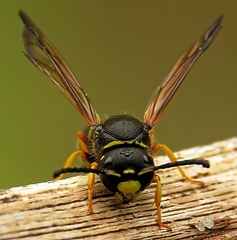 Gymnomerus laevipes