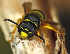 Gymnomerus laevipes