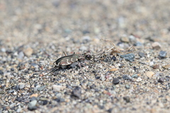 Cicindela hirticollis couleensis