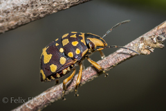 Orsilochides scurrilis