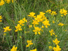Genista hispanica hispanica