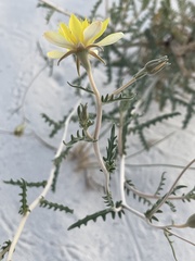 Mentzelia procera