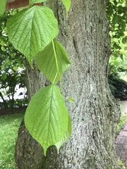 Tilia platyphyllos