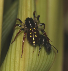Habronestes hunti
