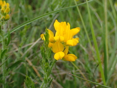Genista hispanica hispanica